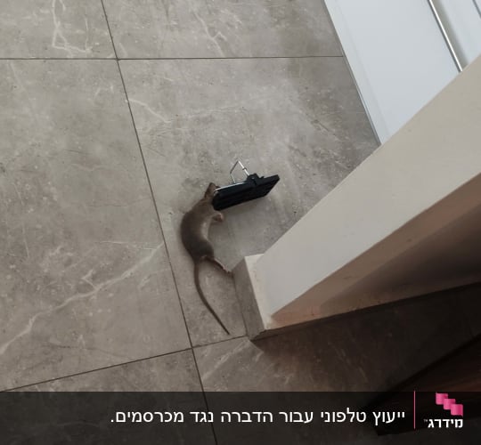 החולדה ז